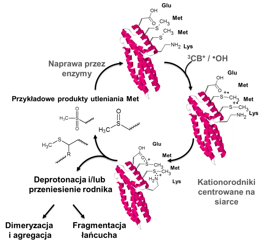 Rys. 1.  Schemat utleniania MtHPt1 przez rodniki hydroksylowe i wzbudzony stan trypletowy senzybilizatora 3CB. 